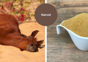 Narcol is inzetbaar bij narcolepsie