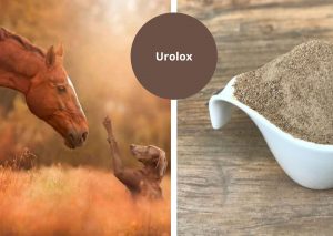 Urolox is inzetbaar bij nier- en blaasstenen