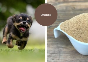 Uronox is inzetbaar bij nierfalen