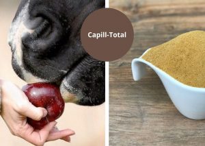 Capill-Total is inzetbaar bij leveraandoeningen